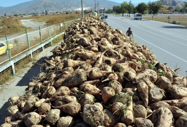 Pancar üreticisine 115 milyon liralık sulama avansı